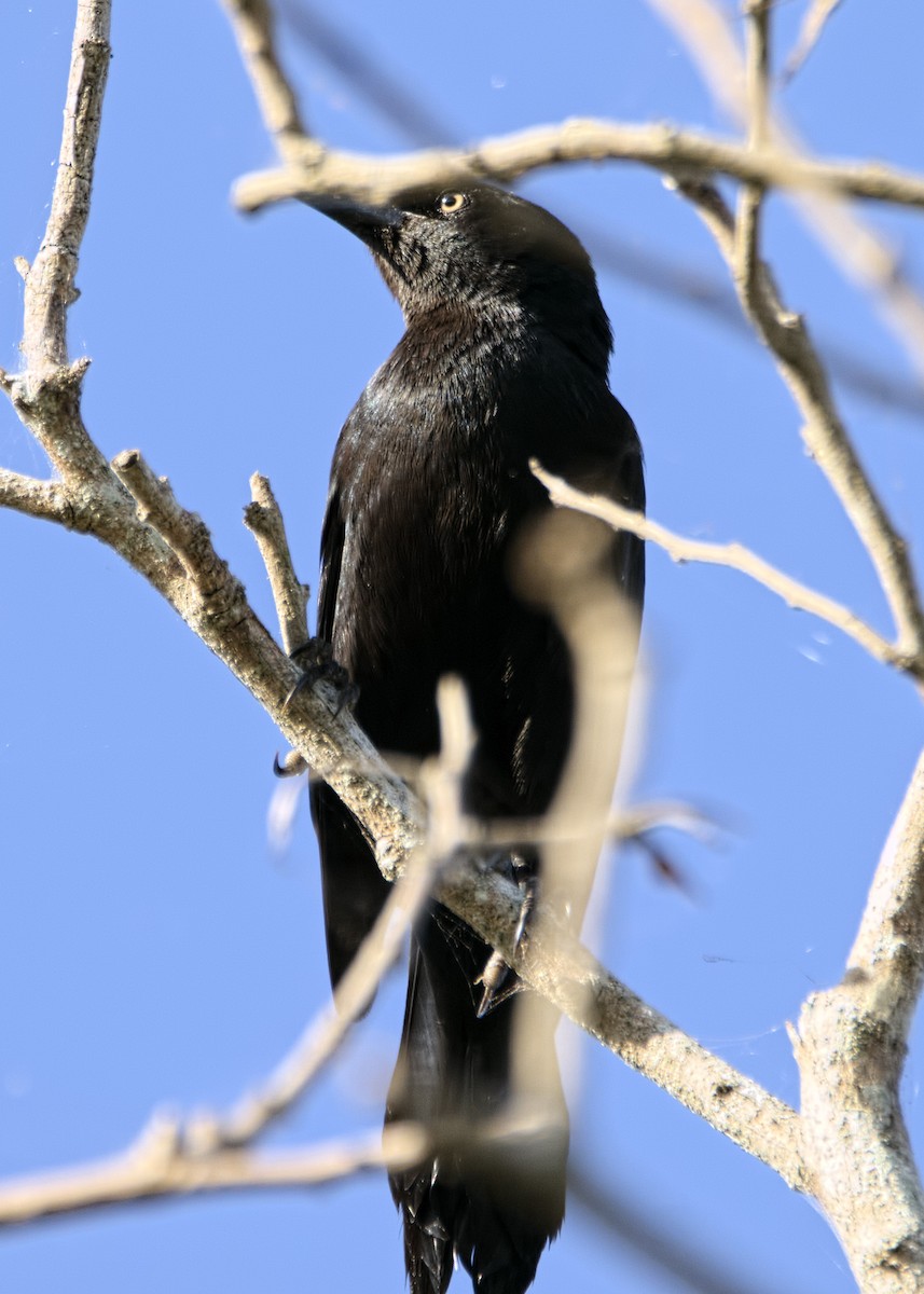 Greater Antillean Grackle - ML158282641