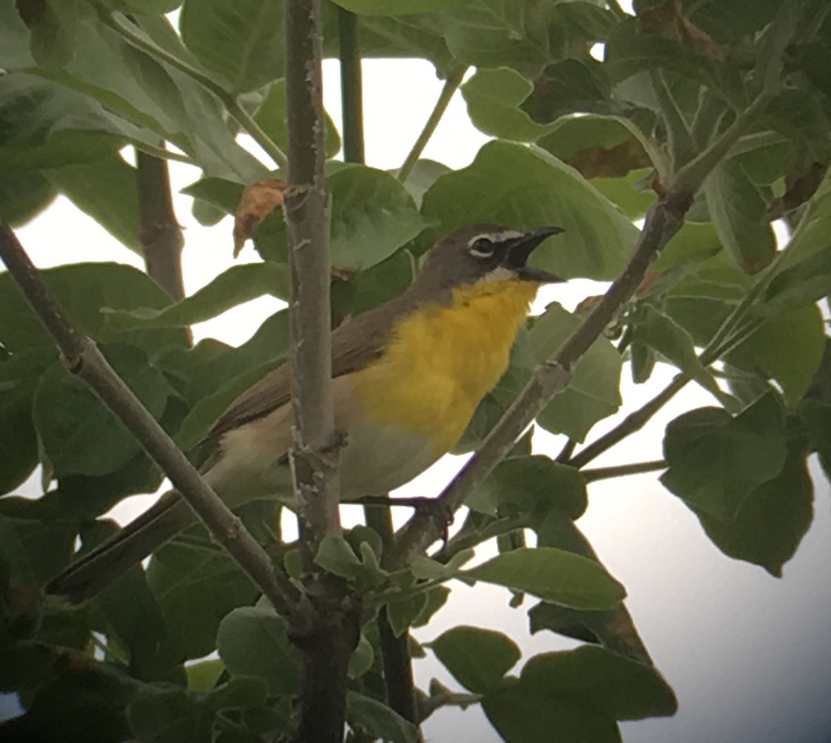 Yellow-breasted Chat - ML158283491