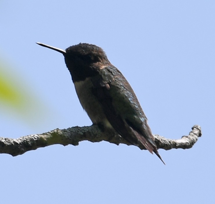 Ruby-throated Hummingbird - ML158289381