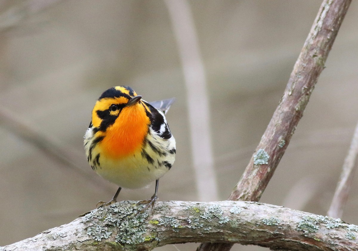 Blackburnian Warbler - ML158289451