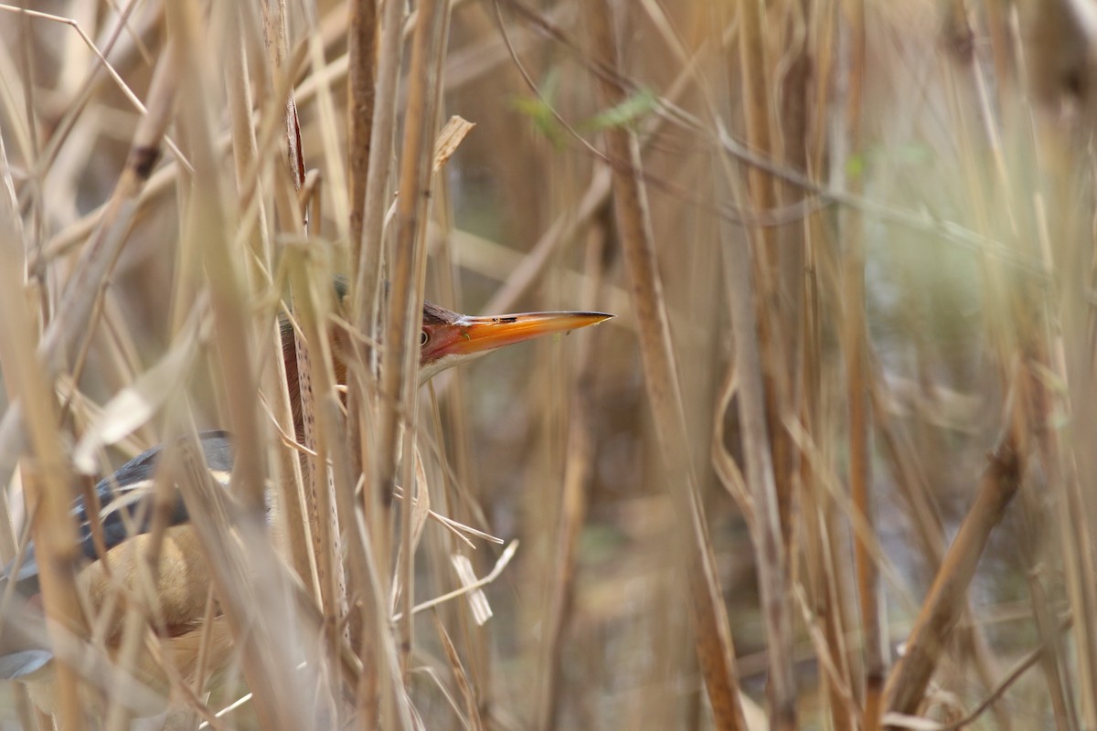 Least Bittern - ML158290101