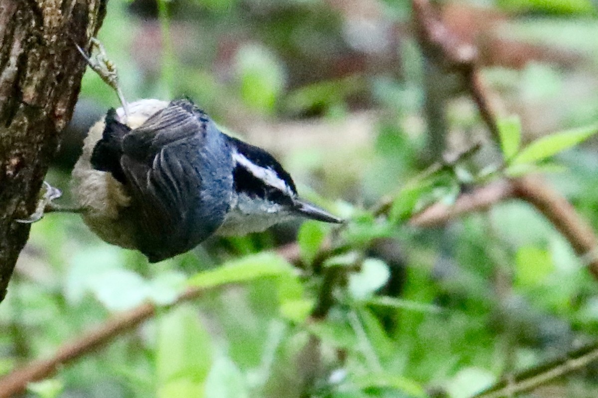 Red-breasted Nuthatch - ML158291651