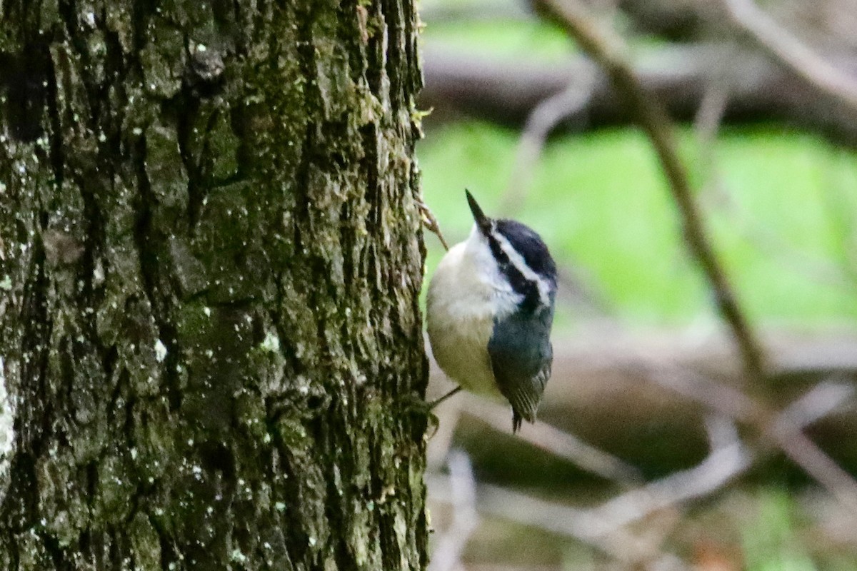 Red-breasted Nuthatch - ML158291721