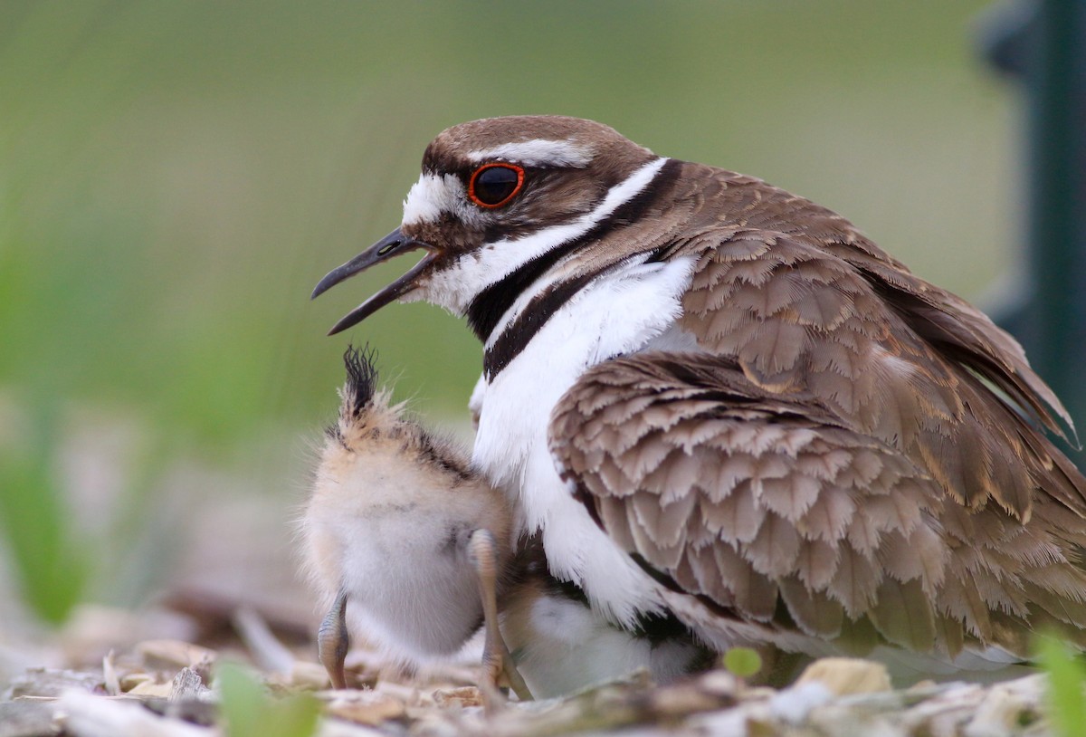 Killdeer - Theo Staengl