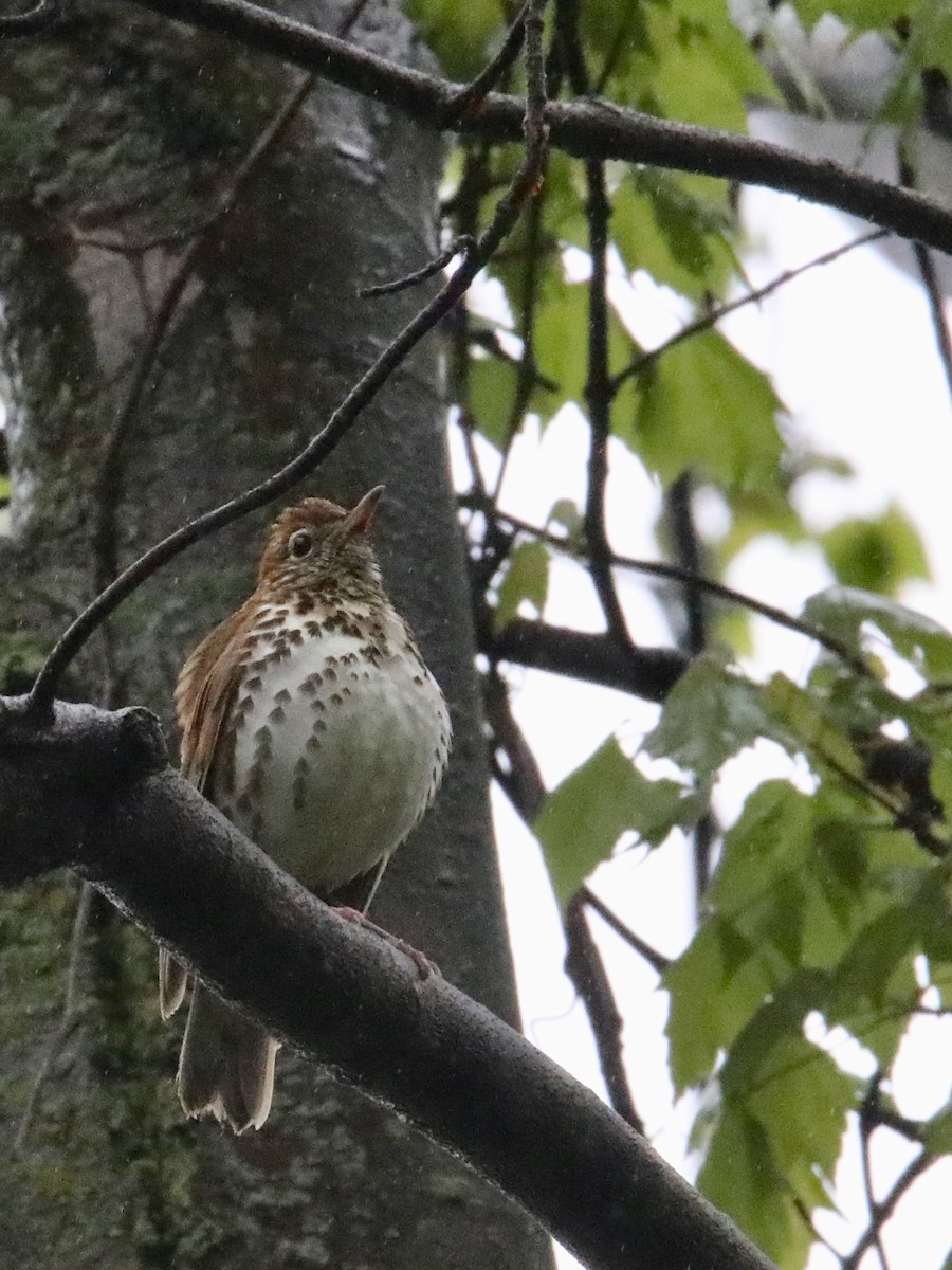 Wood Thrush - ML158292211