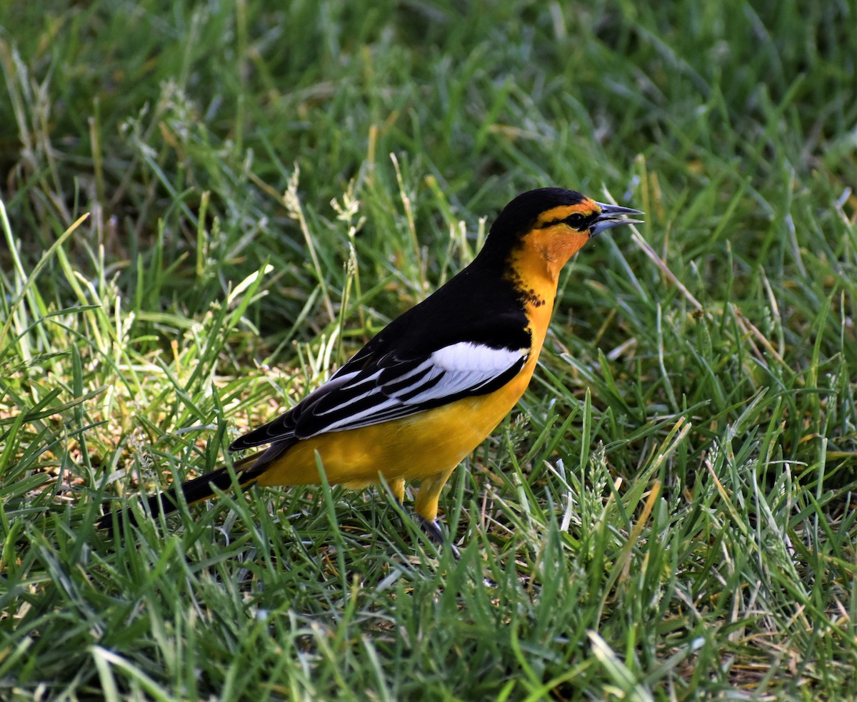 Bullock's Oriole - ML158292861