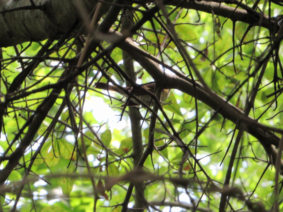 American Redstart - ML158292991