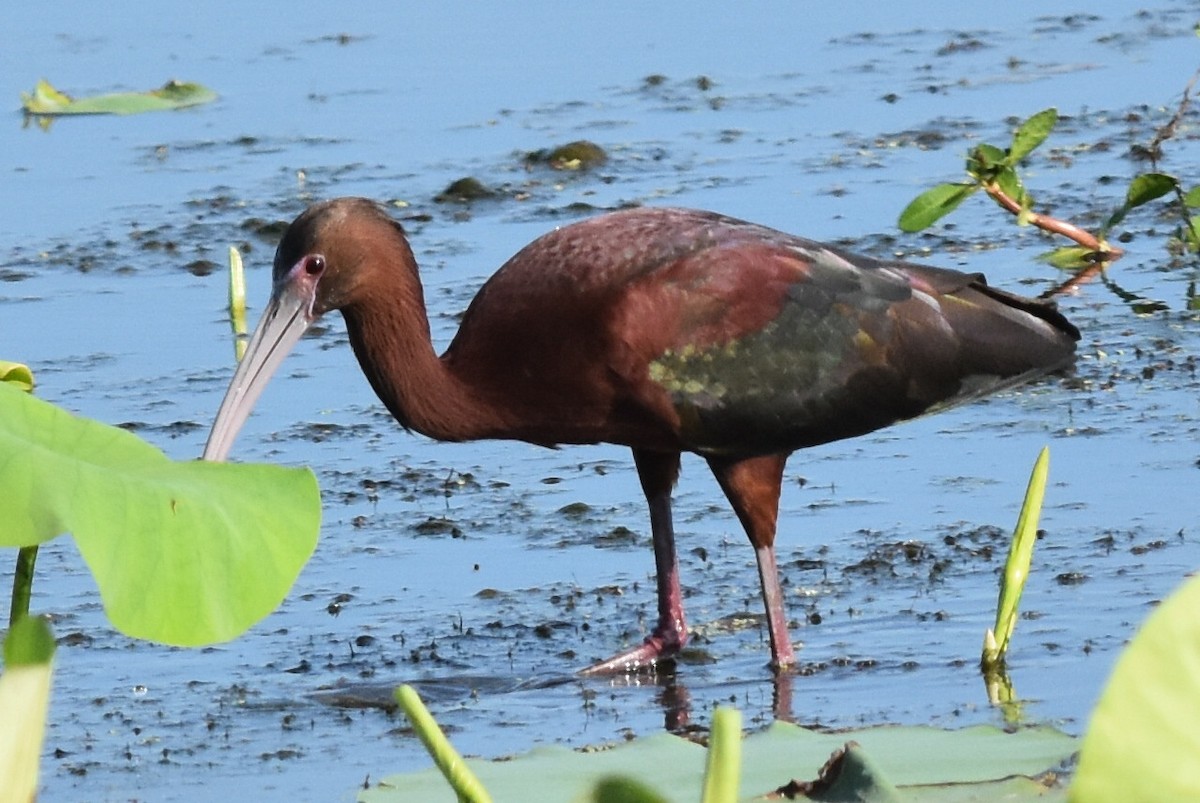 ibis hnědý x americký (hybrid) - ML158294441