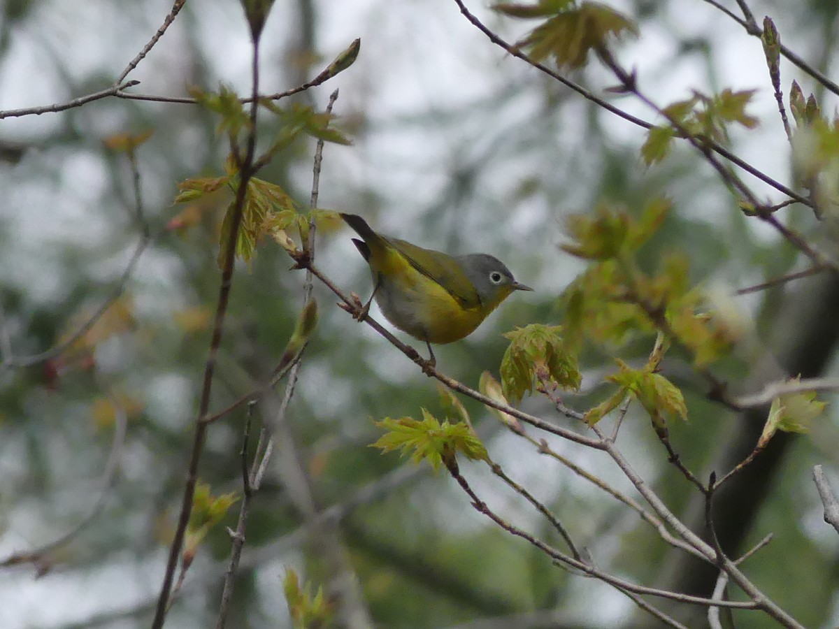Nashville Warbler - ML158296481