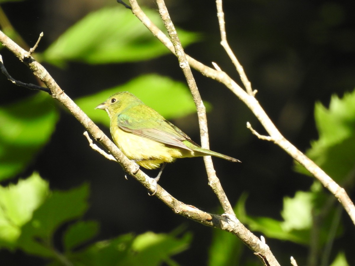 Painted Bunting - ML158299741
