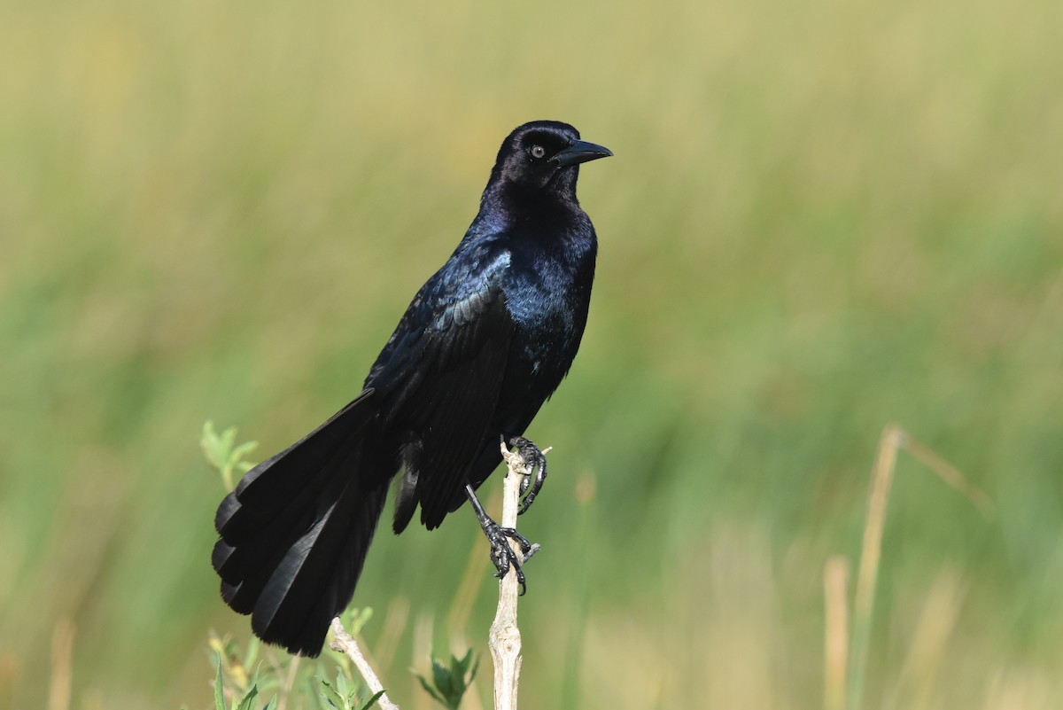 Boat-tailed Grackle - ML158301721