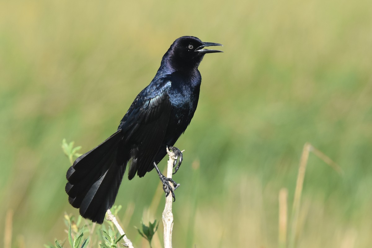 Boat-tailed Grackle - Caleb Strand