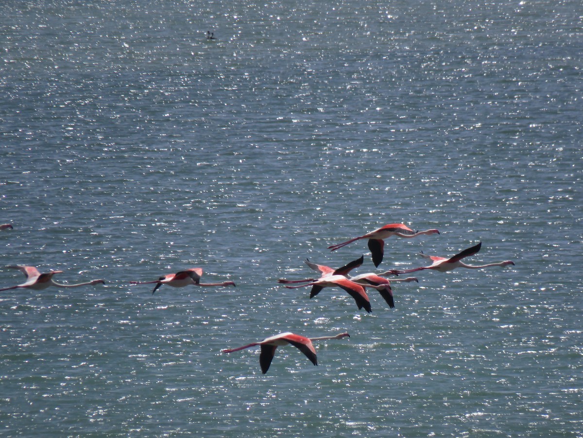 Greater Flamingo - ML158301911