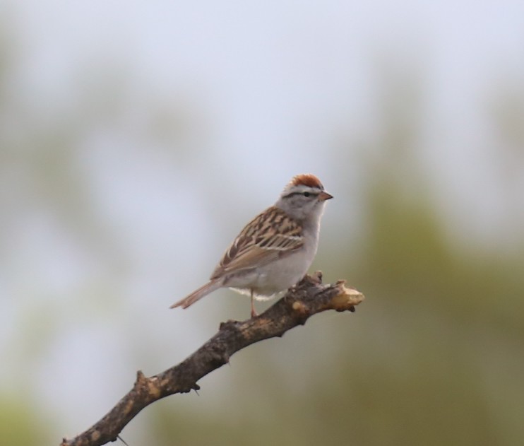 Chipping Sparrow - ML158302061