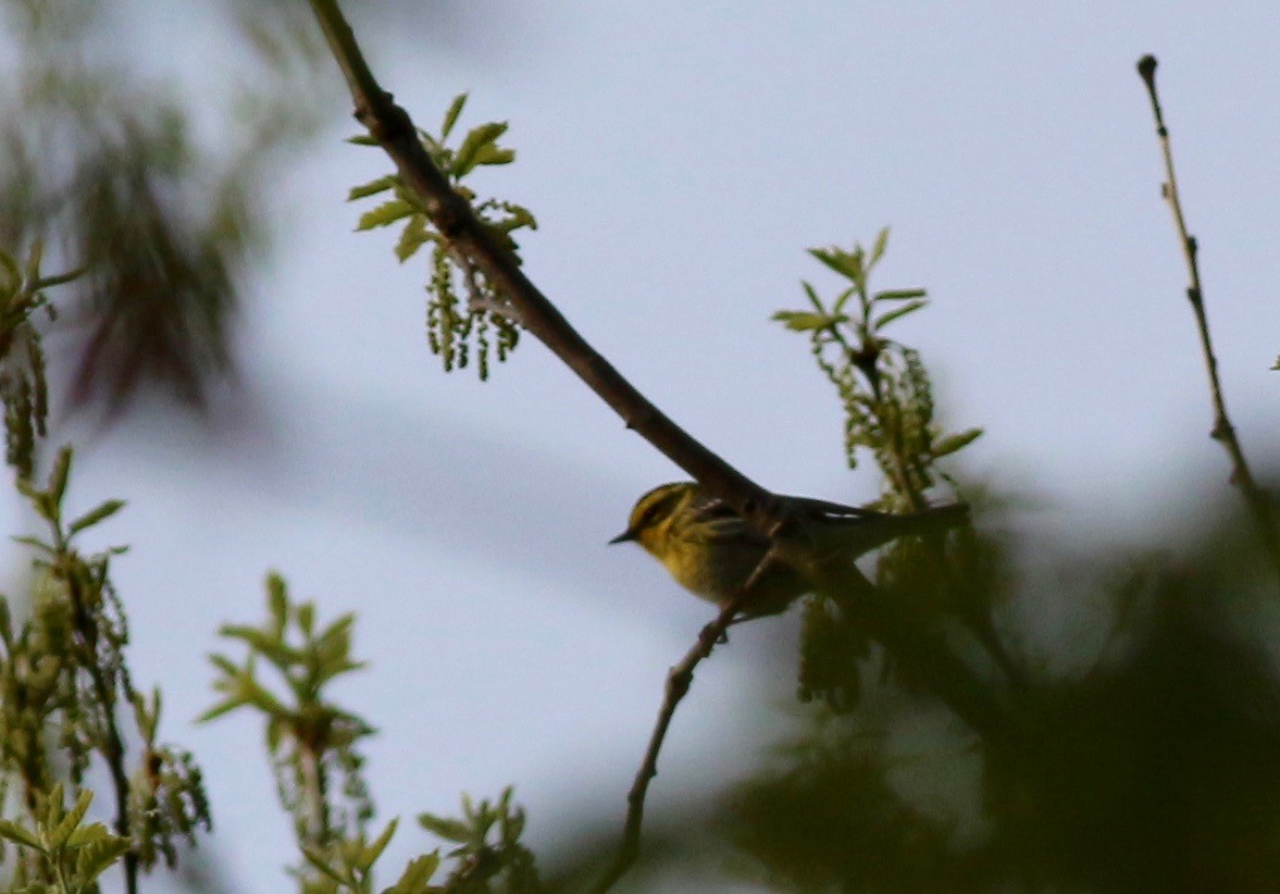 Townsend's Warbler - ML158302701