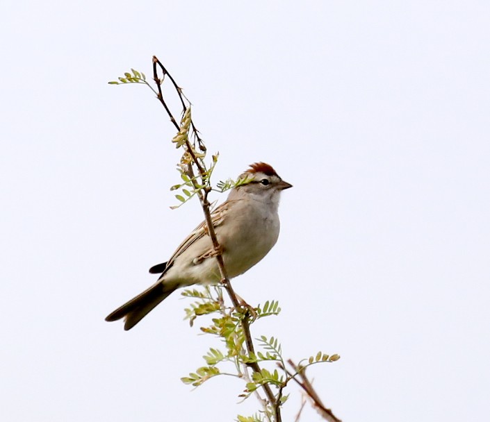 Chipping Sparrow - ML158302881