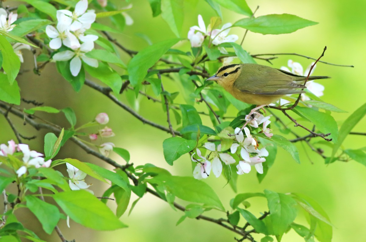 Worm-eating Warbler - ML158303011