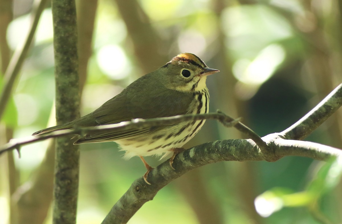 Ovenbird - ML158303231