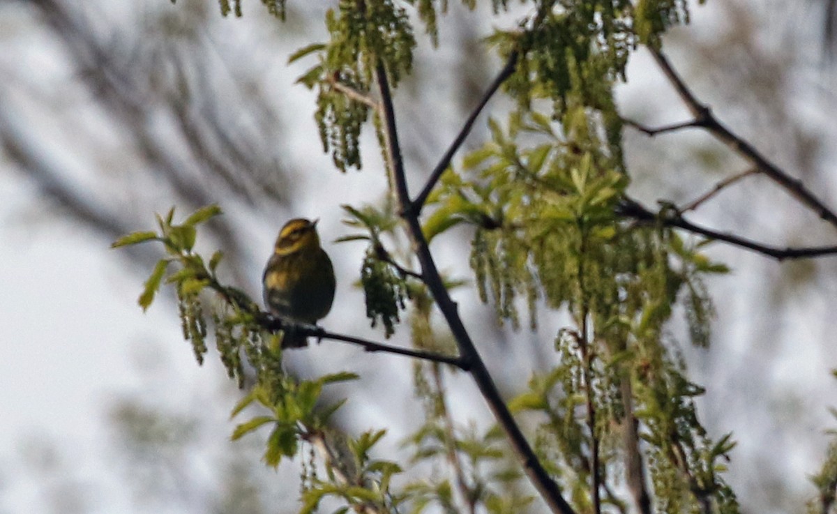 Townsend's Warbler - ML158303311