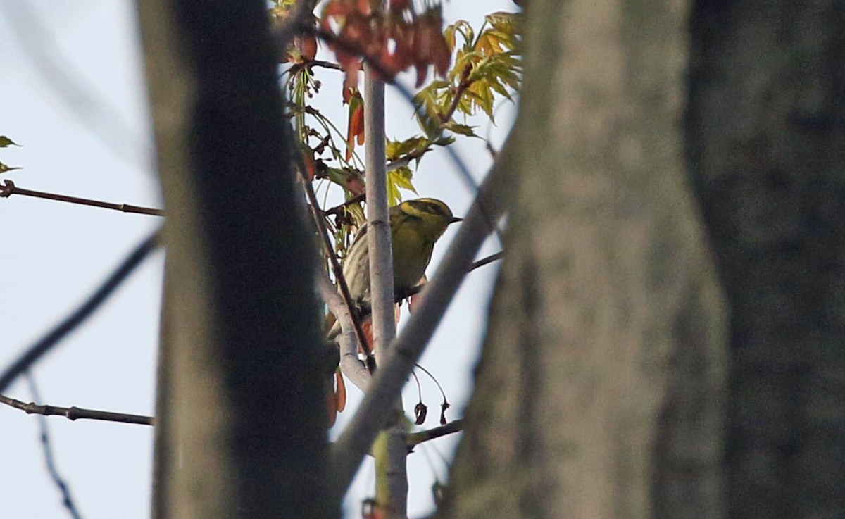 Townsend's Warbler - ML158303331