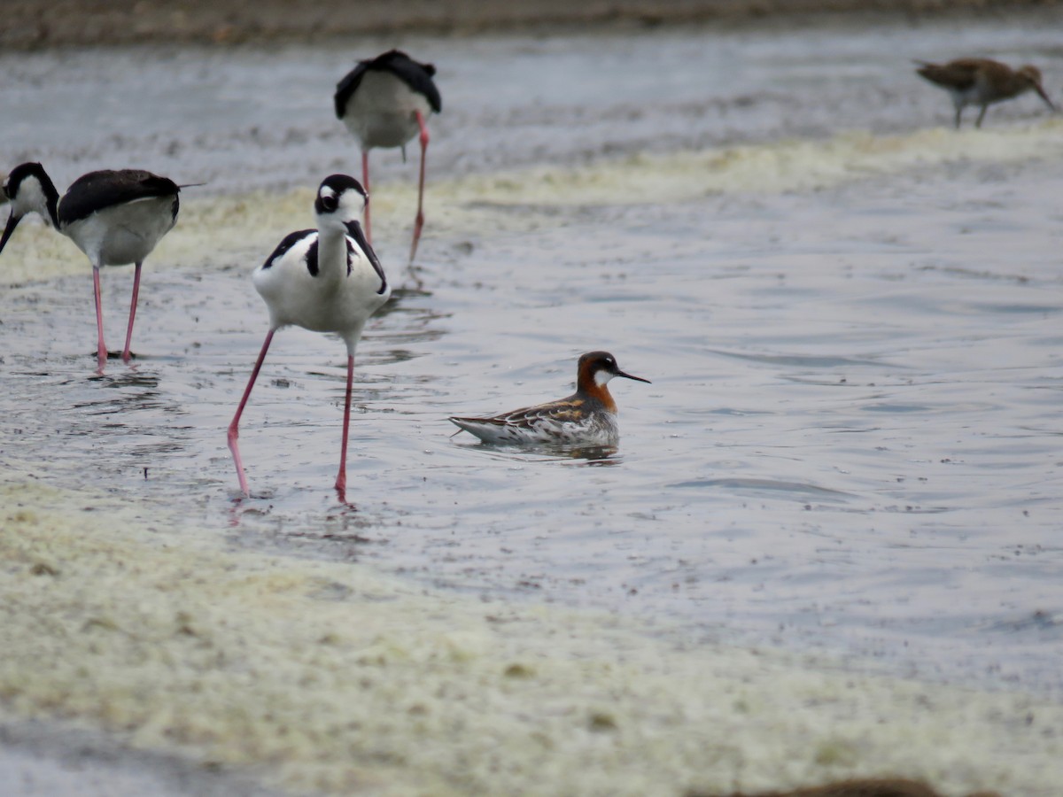 Phalarope à bec étroit - ML158304741