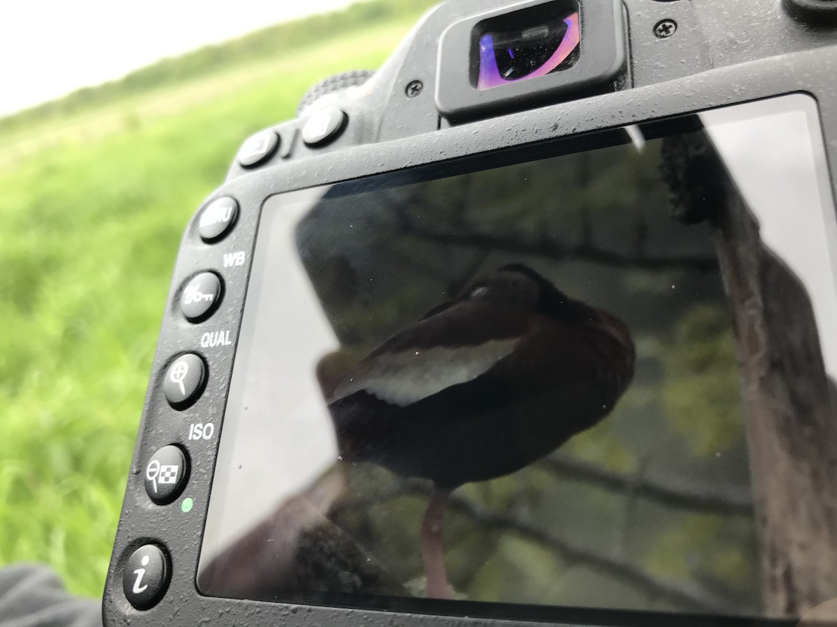 Black-bellied Whistling-Duck - Chris  Lotz - Birding Ecotours