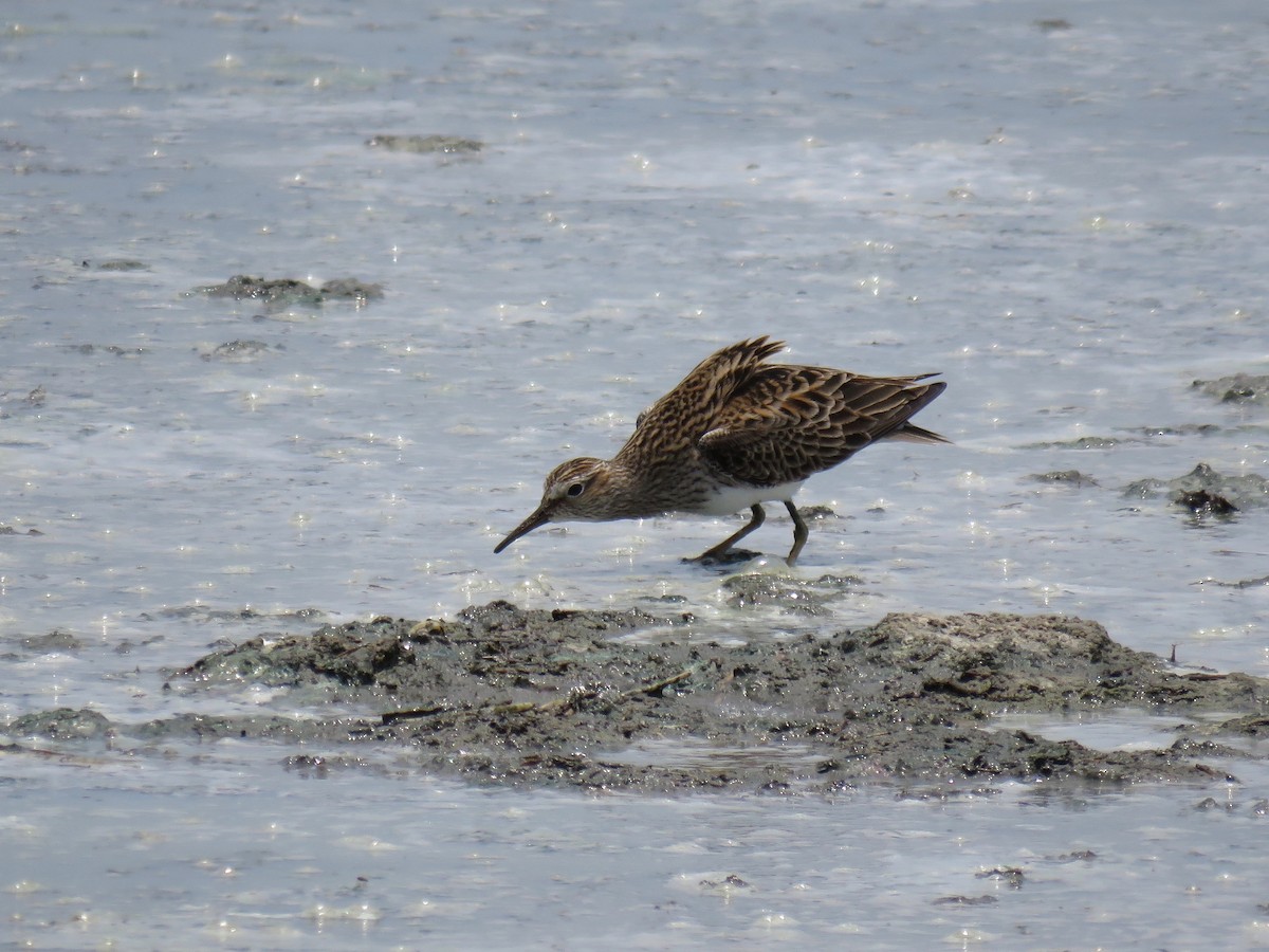 Pectoral Sandpiper - ML158305371