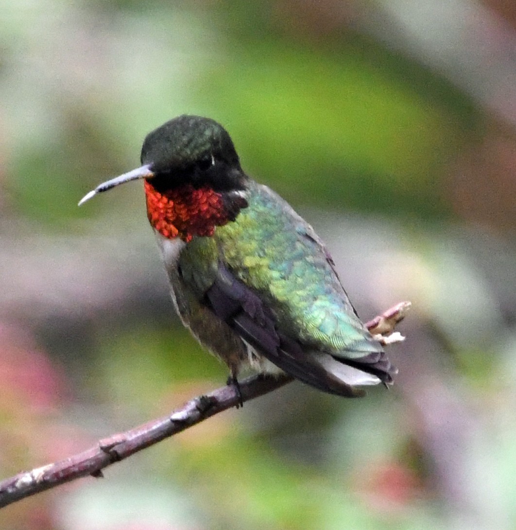 Ruby-throated Hummingbird - ML158306551