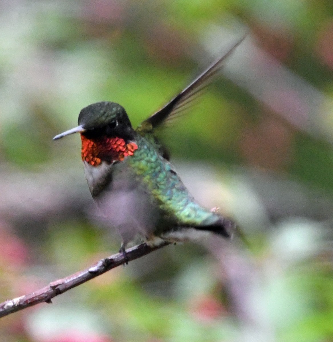 Ruby-throated Hummingbird - ML158306571