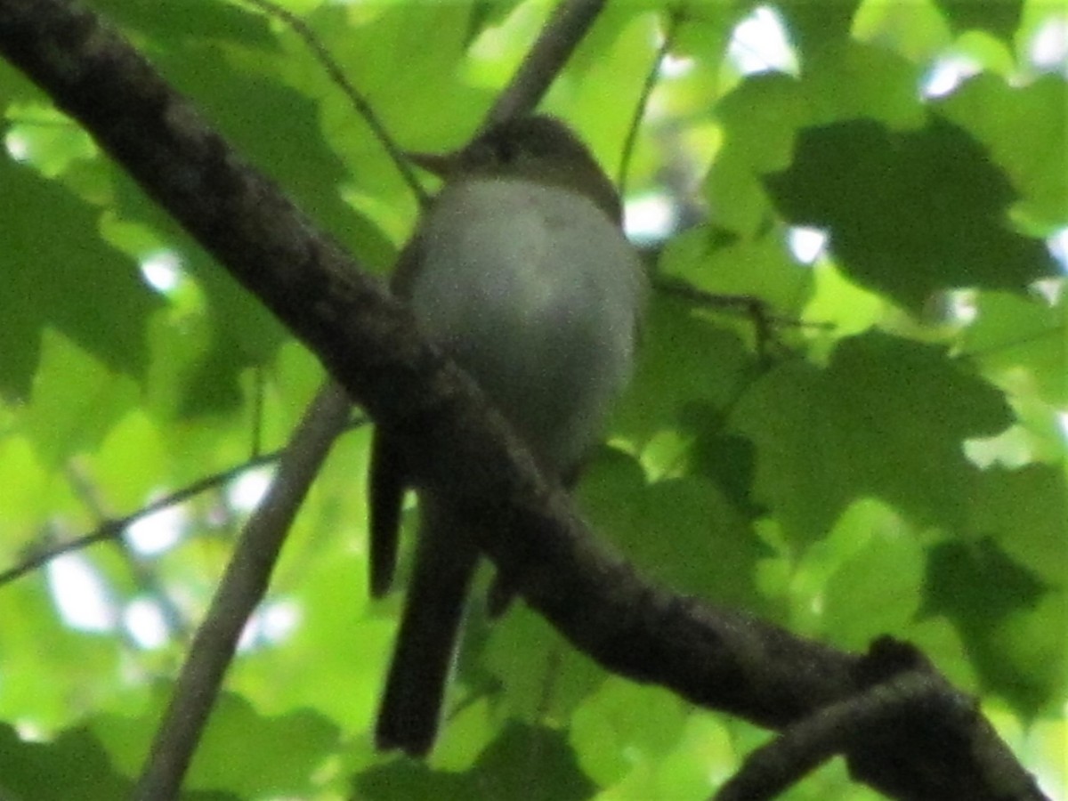 Acadian Flycatcher - ML158306931