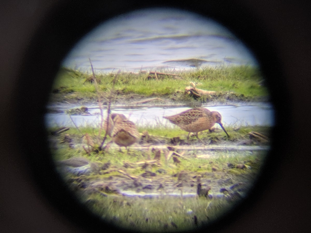 Short-billed/Long-billed Dowitcher - ML158307481