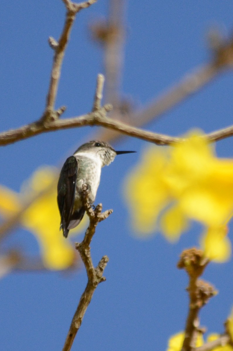 Vervain Hummingbird - ML158308171