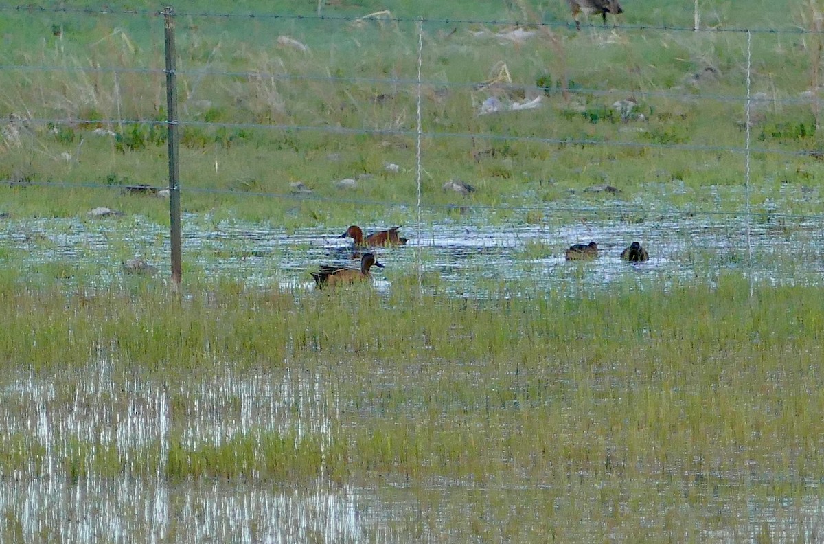 Blue-winged Teal - ML158308211