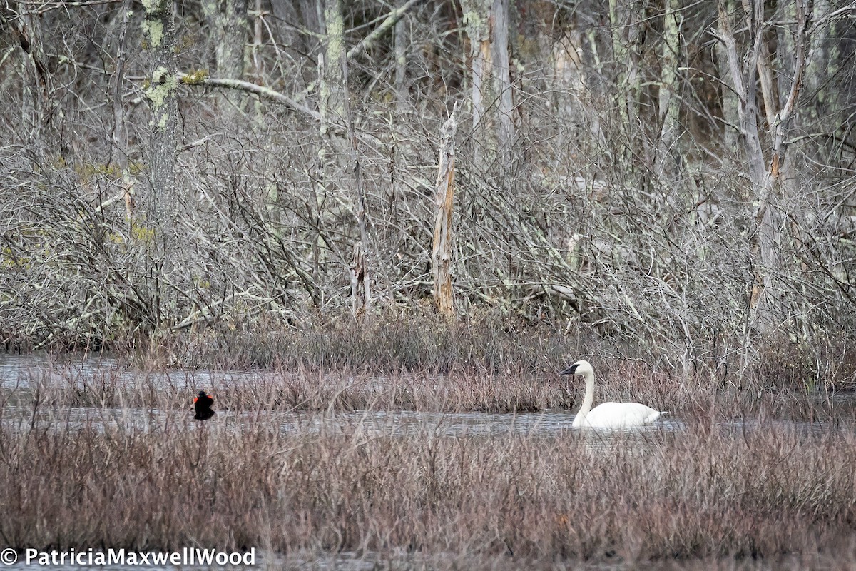 Trumpeter Swan - ML158309751