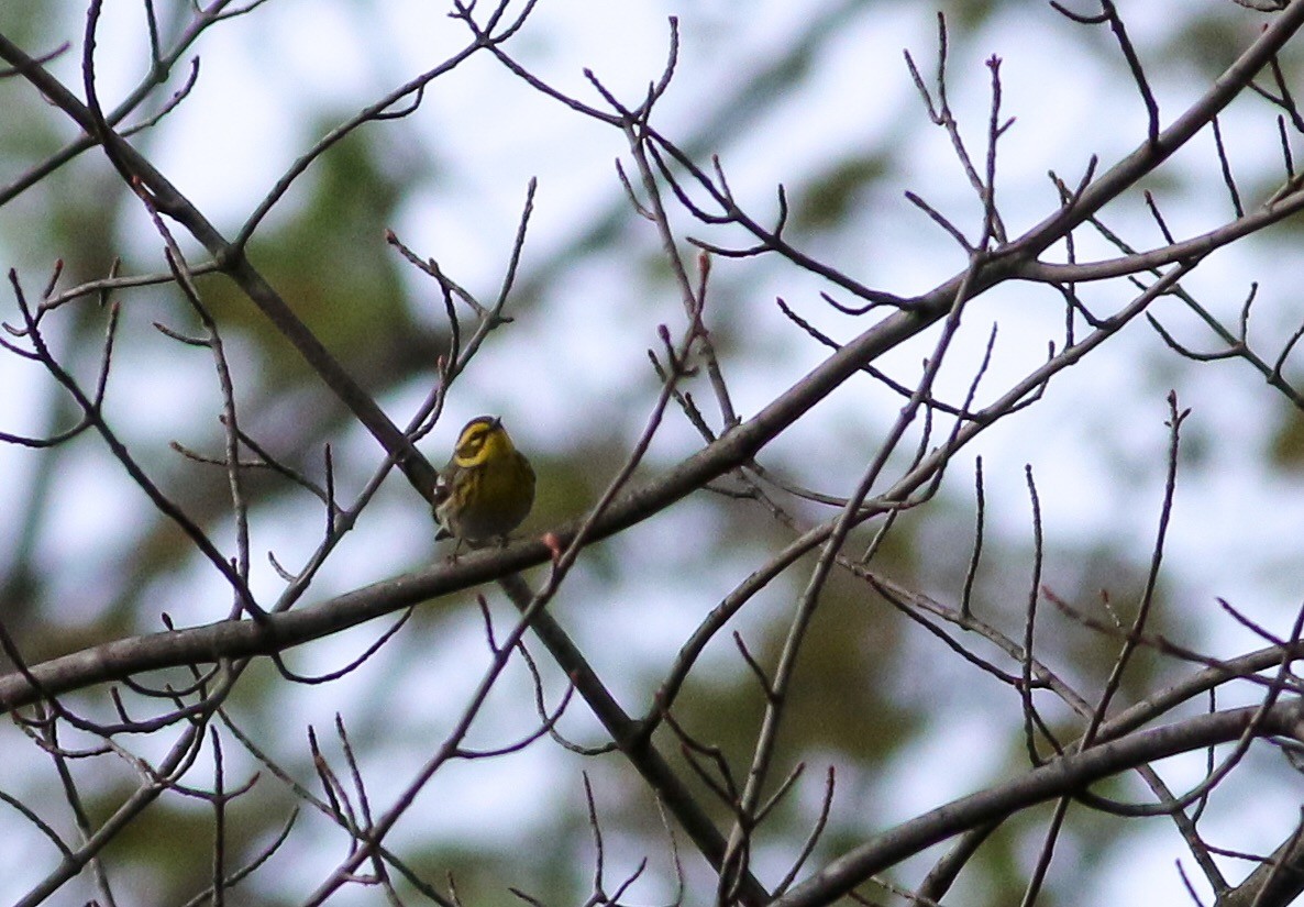 Townsend's Warbler - ML158310081