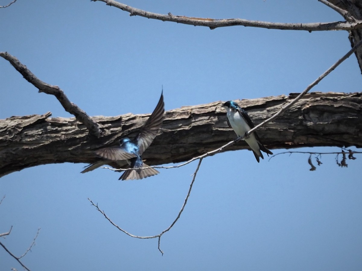 Golondrina Bicolor - ML158312721