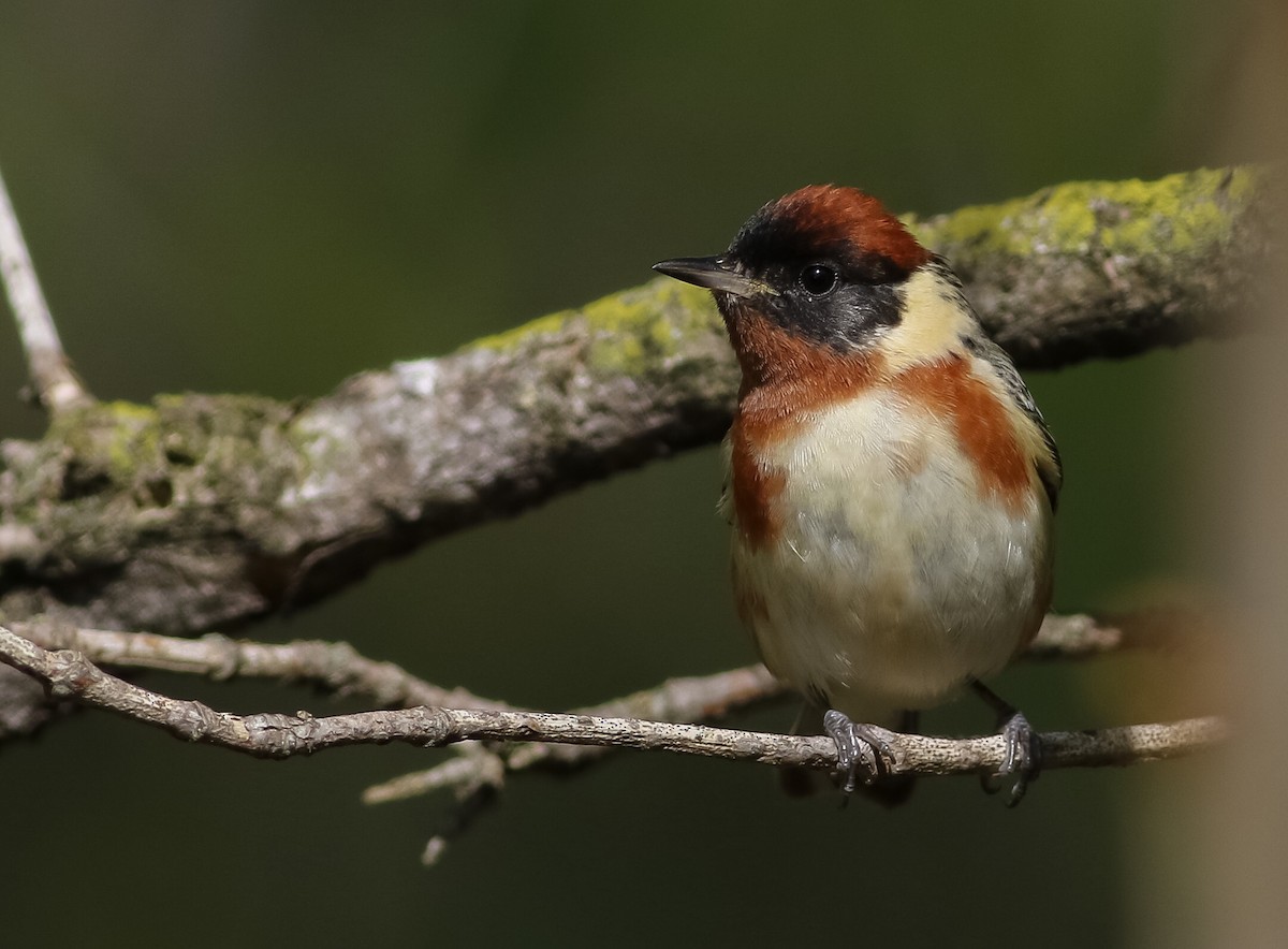 Bay-breasted Warbler - ML158313131