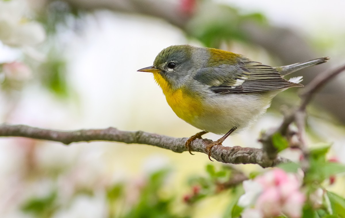 Northern Parula - Max Nootbaar