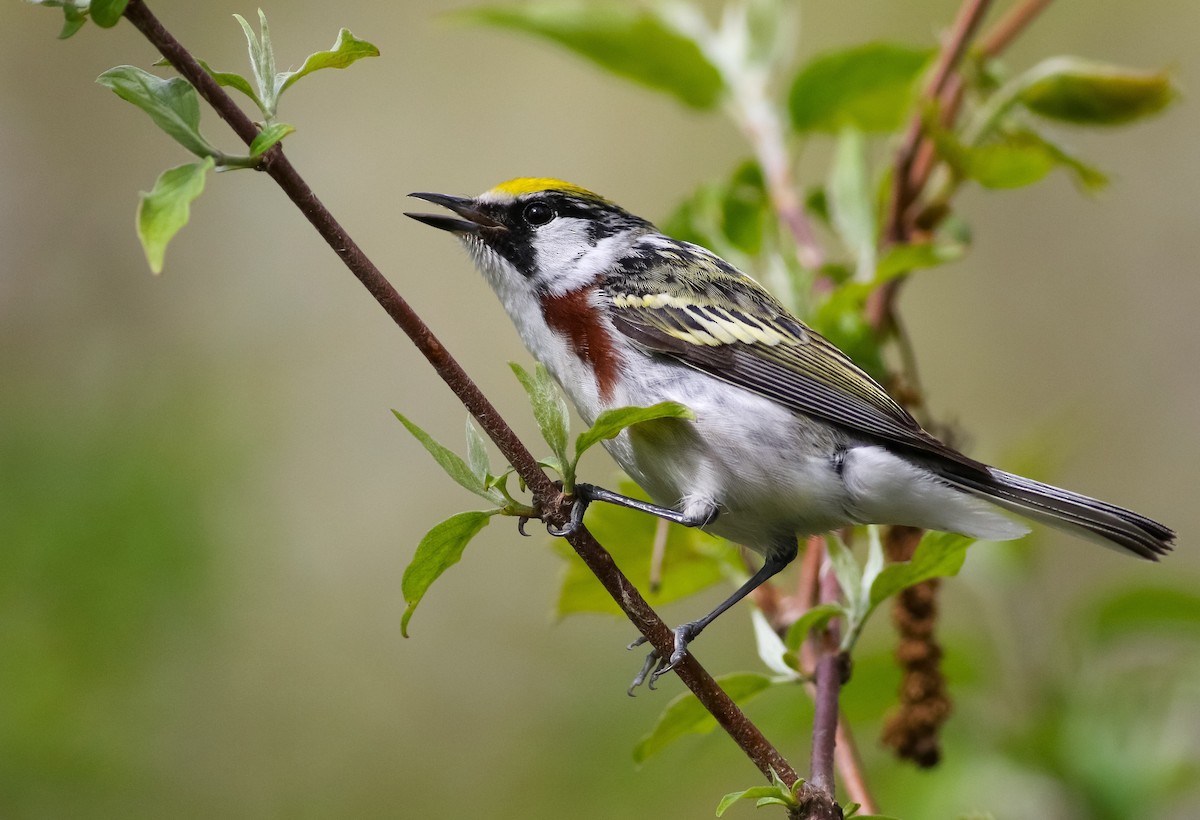 Chestnut-sided Warbler - ML158314841