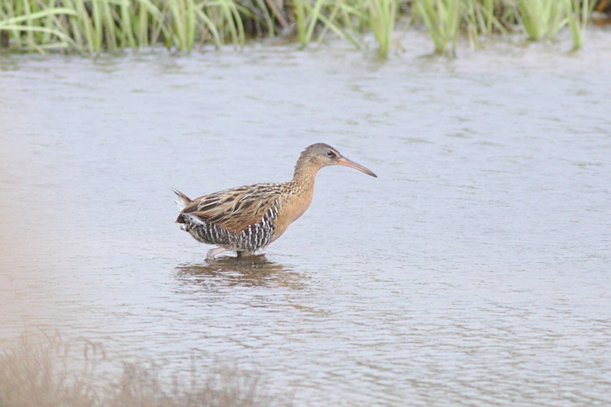 King Rail - Severin Uebbing