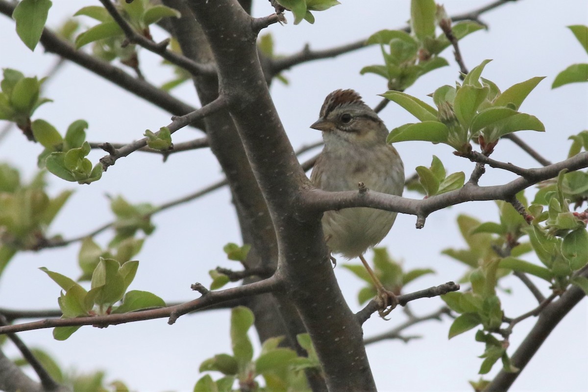 Swamp Sparrow - ML158317021