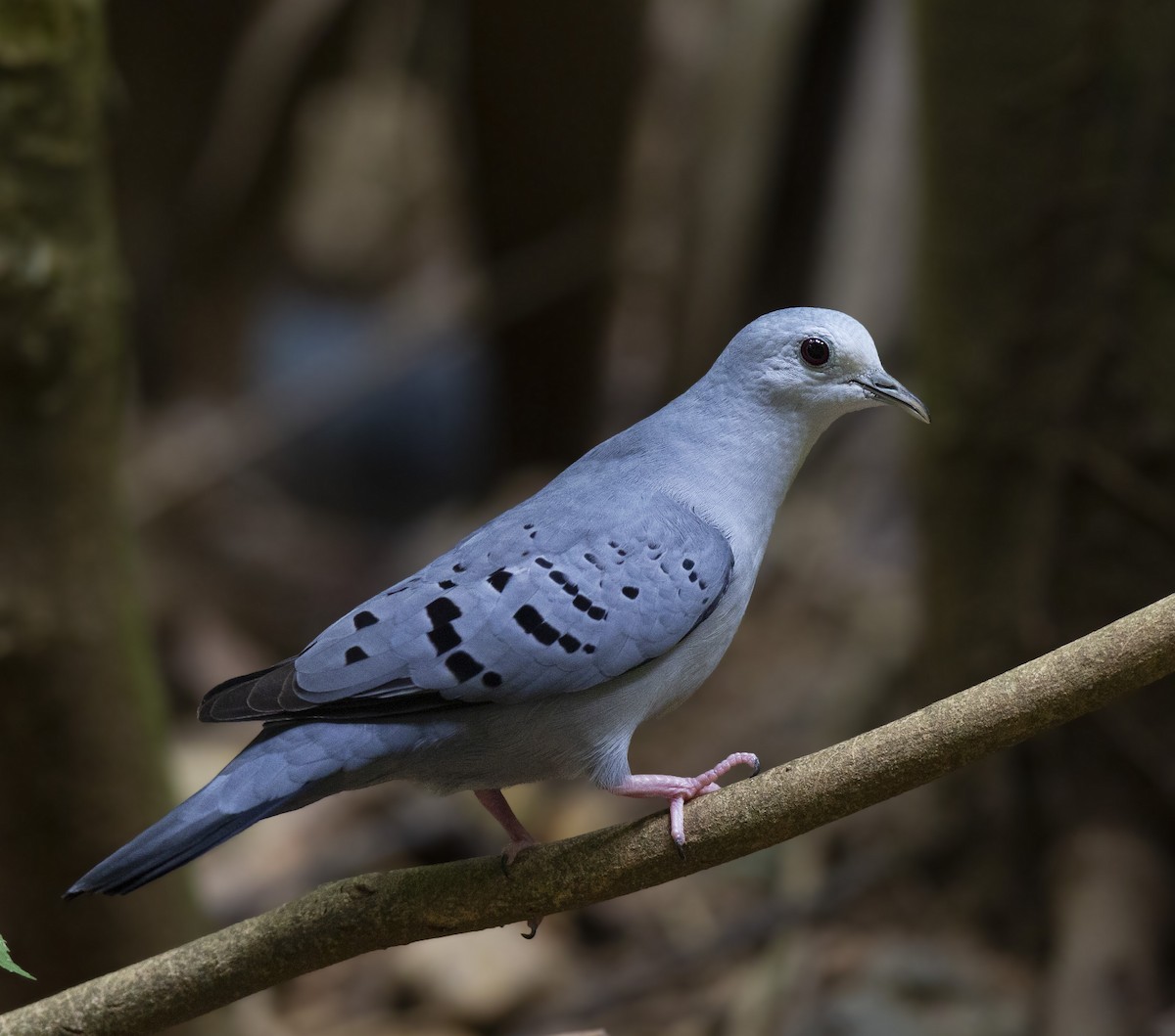 Blue Ground Dove - Juan Diego Vargas