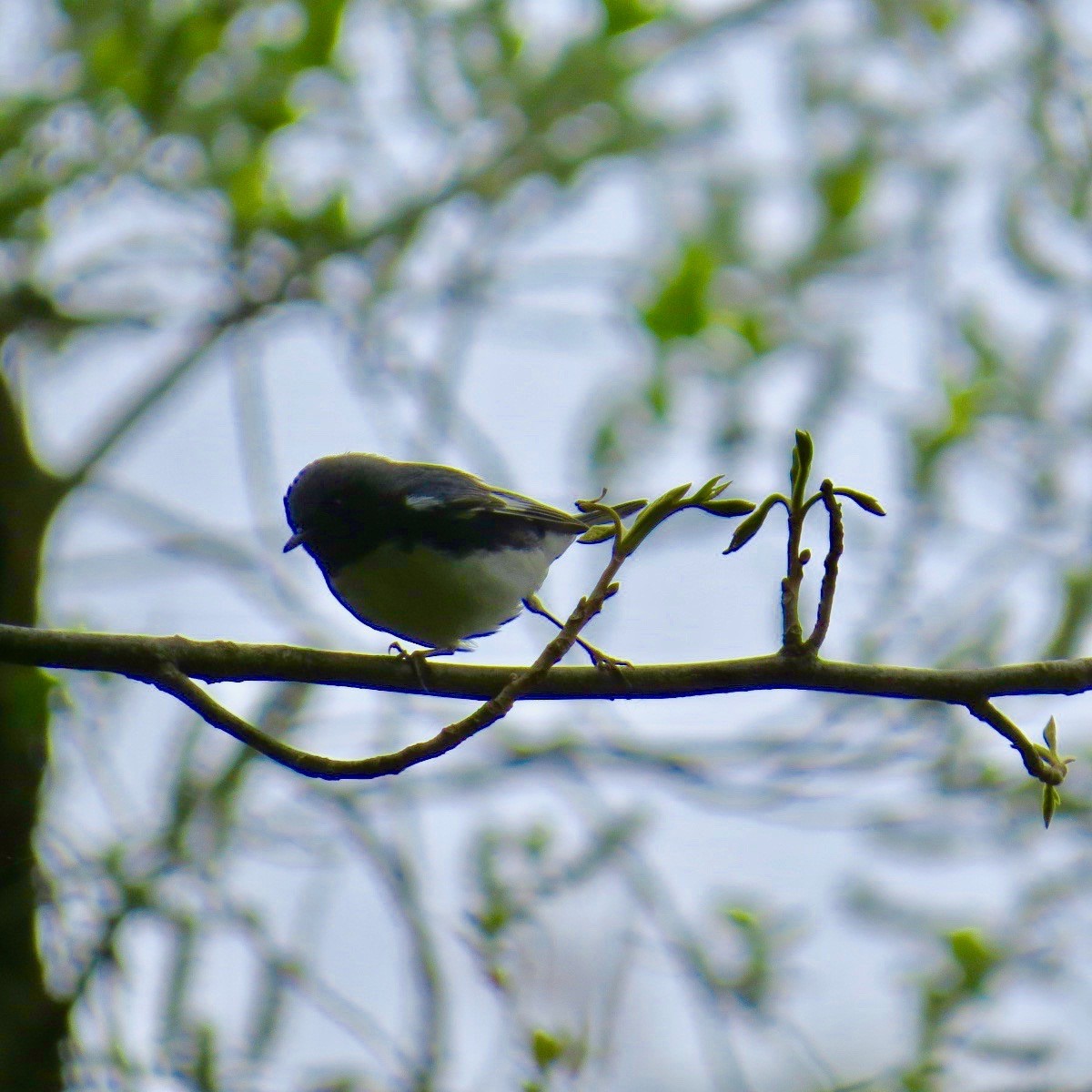 Black-throated Blue Warbler - ML158321701