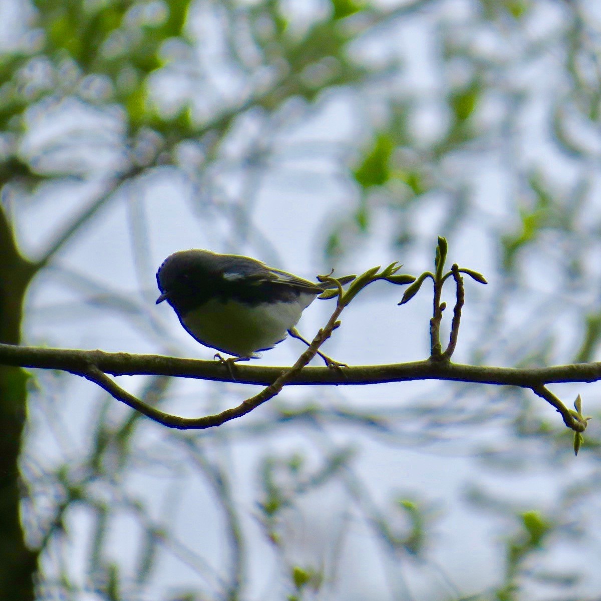 Paruline bleue - ML158321701