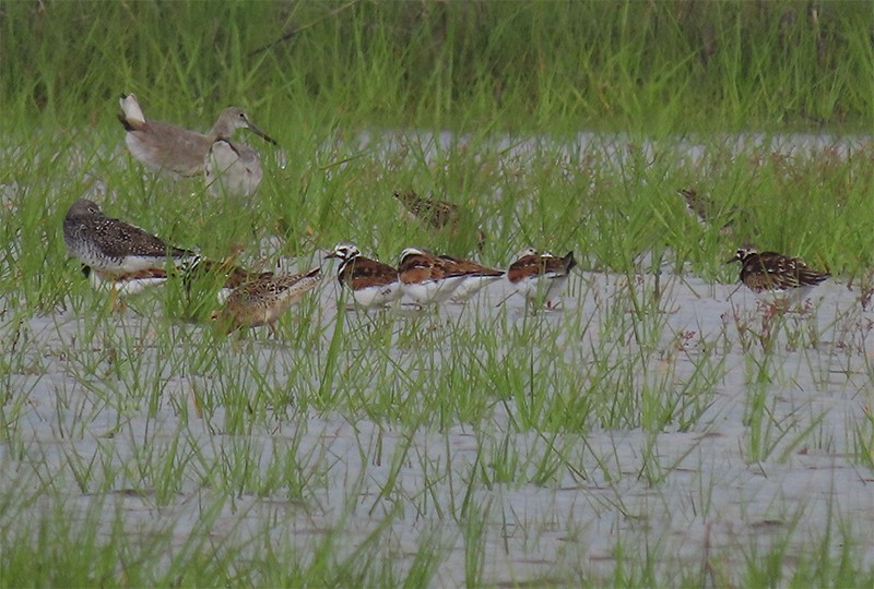 Ruddy Turnstone - ML158322541