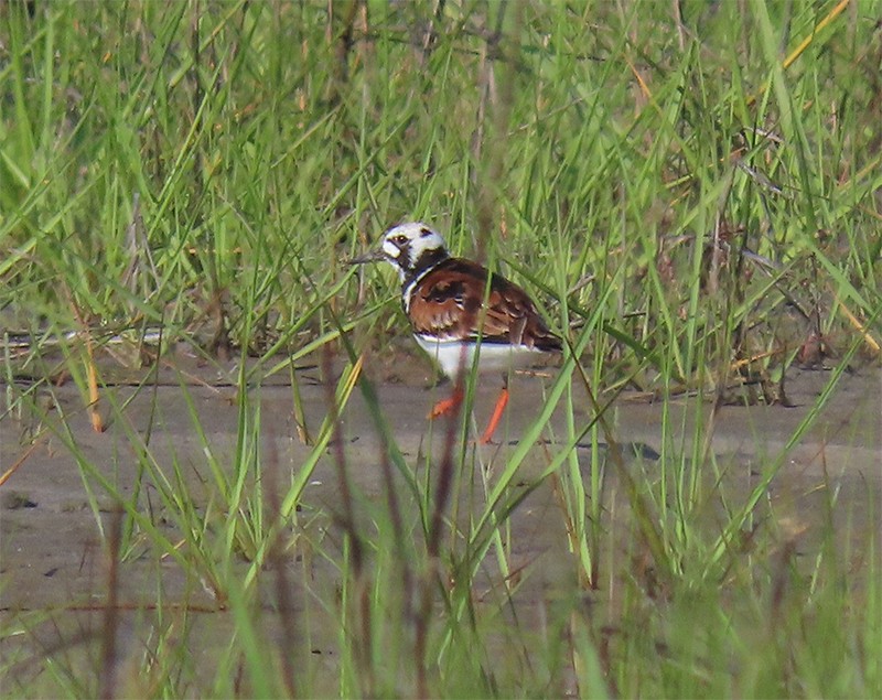 Ruddy Turnstone - ML158322551