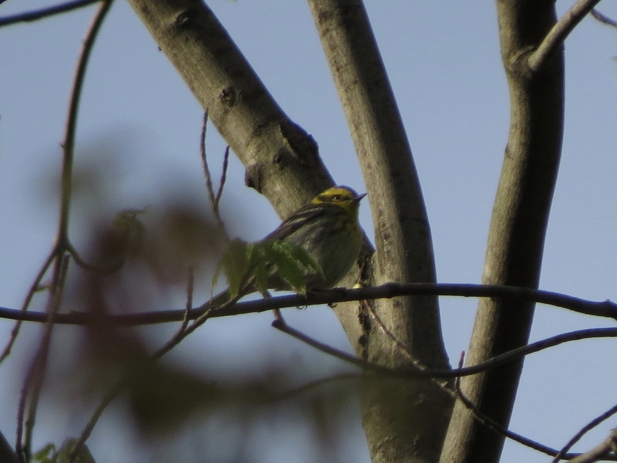 Townsend's Warbler - ML158323051