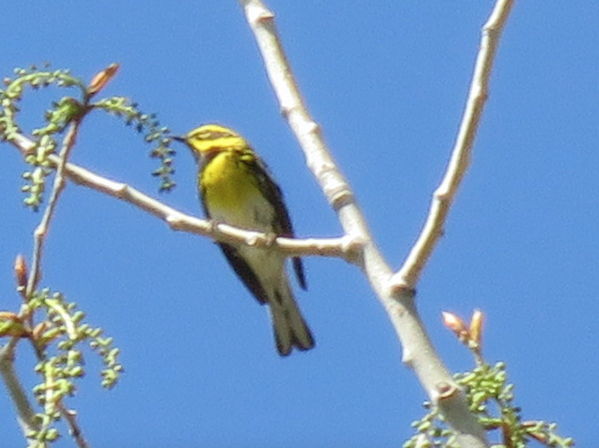 Townsend's Warbler - ML158324471