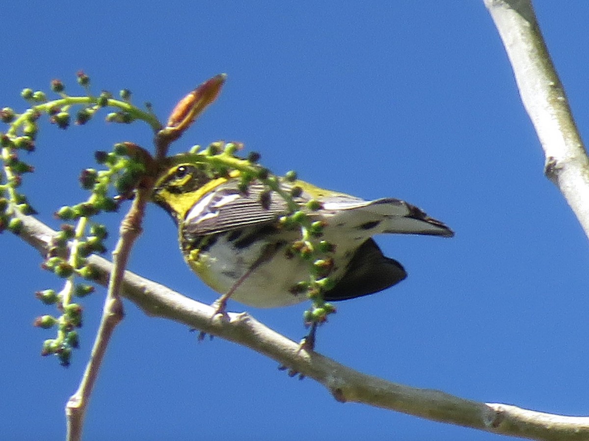 Townsend's Warbler - ML158324511
