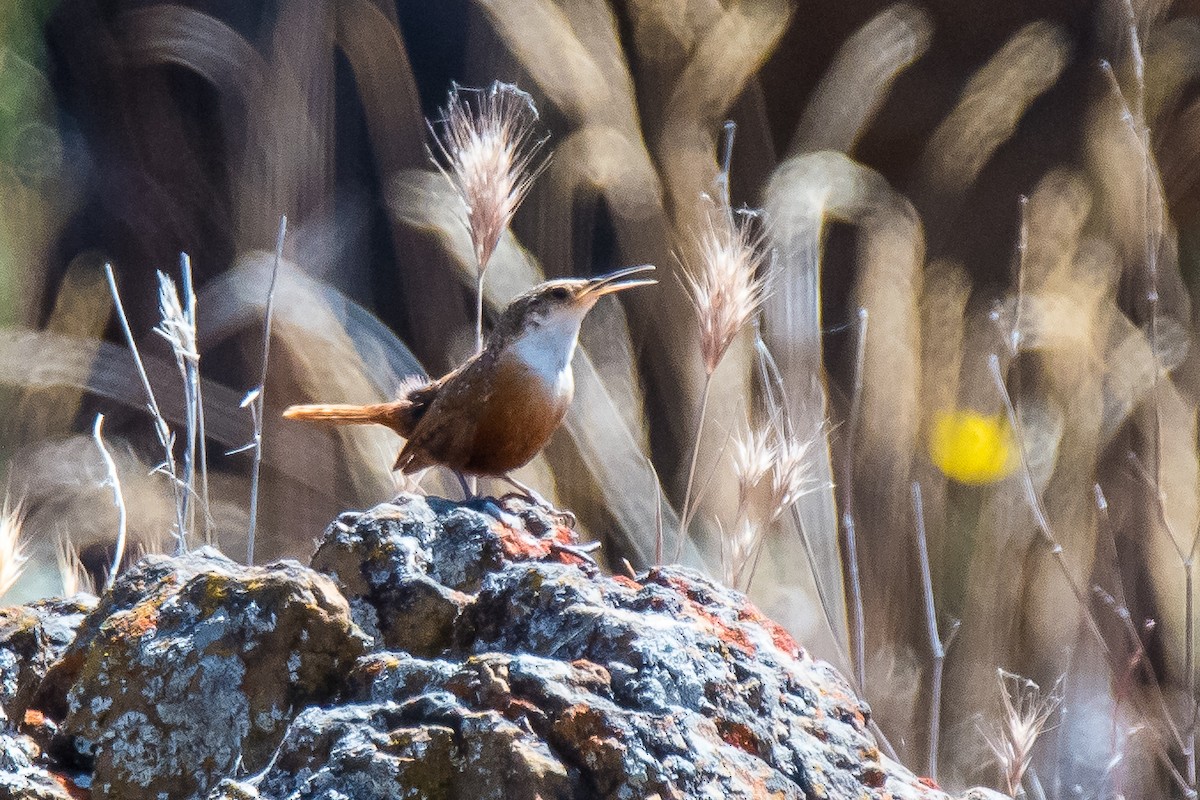 Canyon Wren - ML158324531